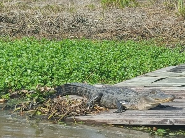 Alligator sunbathing on the banks of the Pearl River