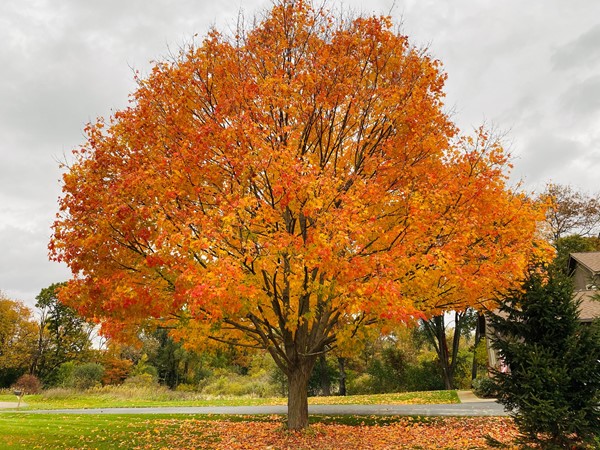 Mature trees throughout the subdivision are a sight to behold in fall