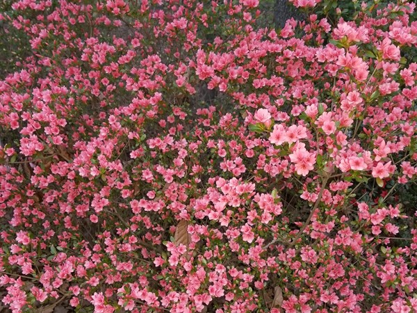 Check out this beautiful color of Azalea blooms in Spiro