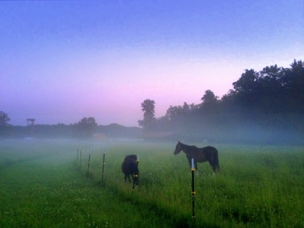 A misty dawn at a Rose Township horse farm