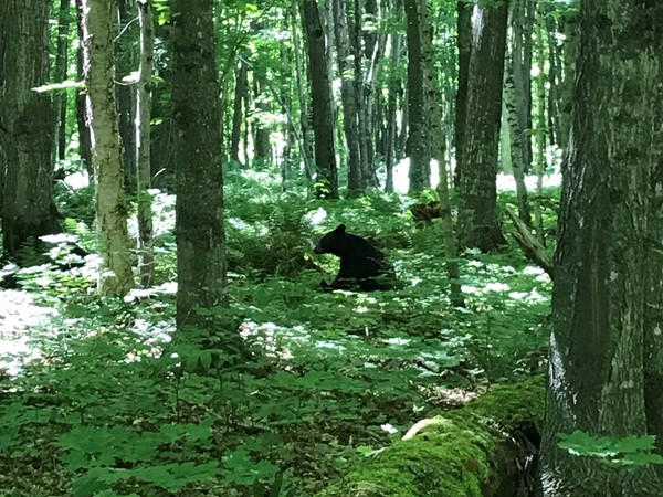 A black bear on Munising Pictured Rocks Trail System