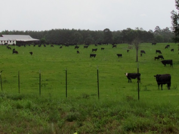 Cattle farming 