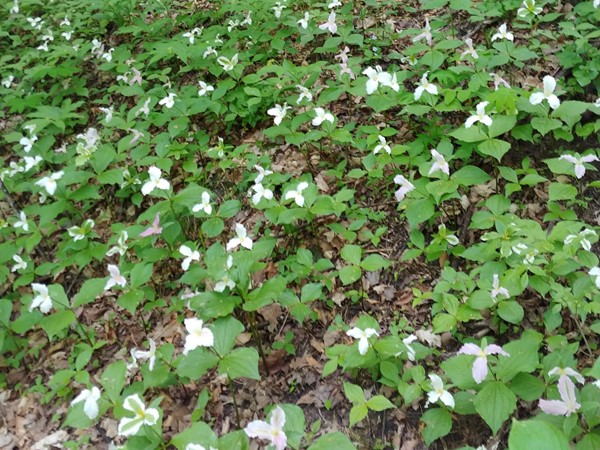 Stop and smell the...trillium