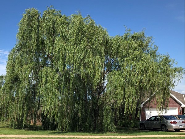 Large Weeping Willow tree in the Southern Hills addition  