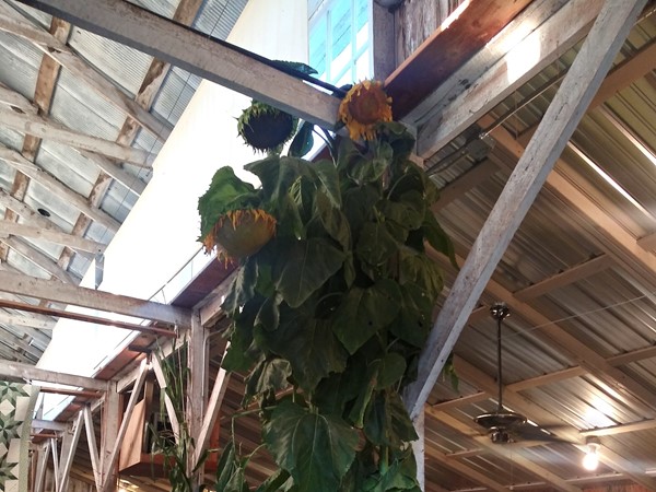 Giant Sunflower at the Vinland Fair - such a charming event 