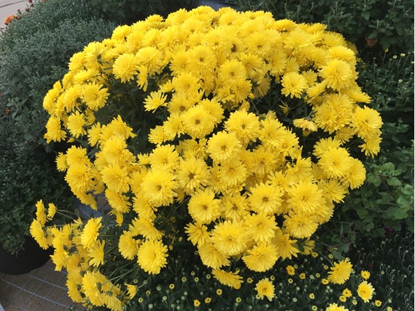 Mums are a beautiful sign that autumn is here