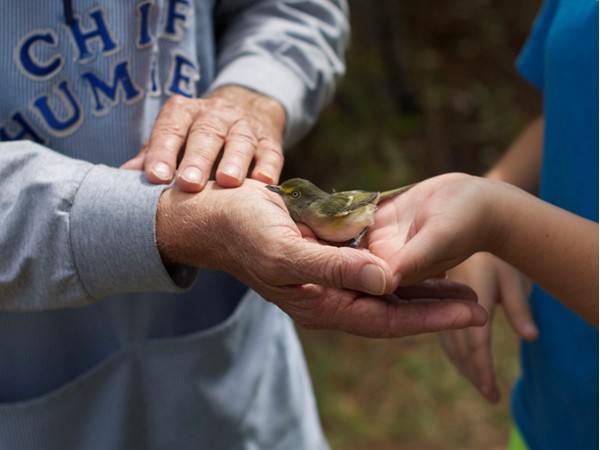 Learning to free a bird after banding at Fort Morgan State Park