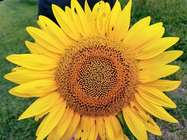 Sunflower at Grinter Farm