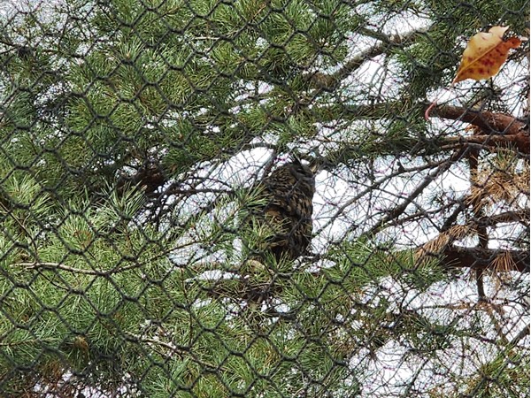 Owl at the Topeka Zoo