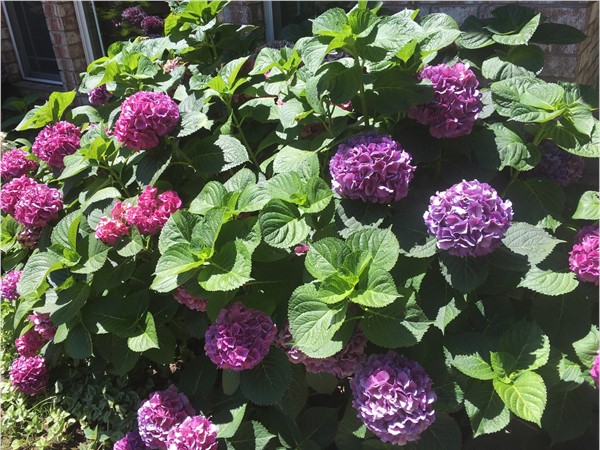 Hydrangeas have been beautiful this month in this upscale waterfront neighborhood