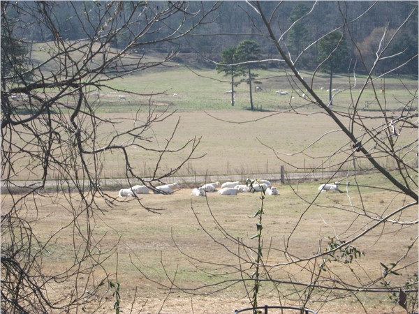Herd of Charlois sunning