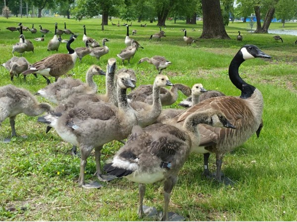 Expanding geese population
