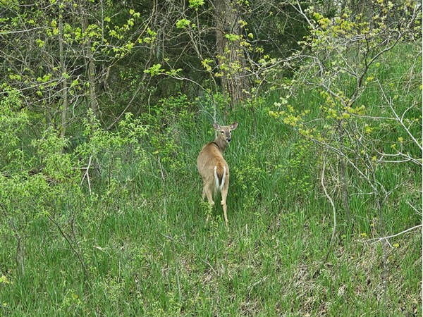 A deer standing amidst lush green foliage, glancing back at the camera.