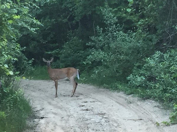 Our morning running buddy on the trails in Holiday Hills
