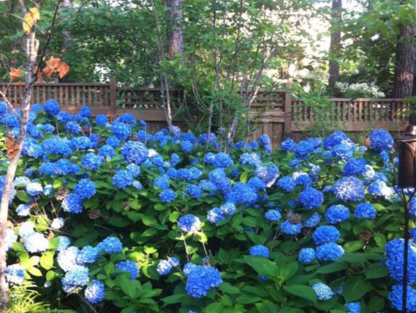 A view of Mt Laurel; beautiful flowers like these hydrangeas bloom throughout the neighborhood