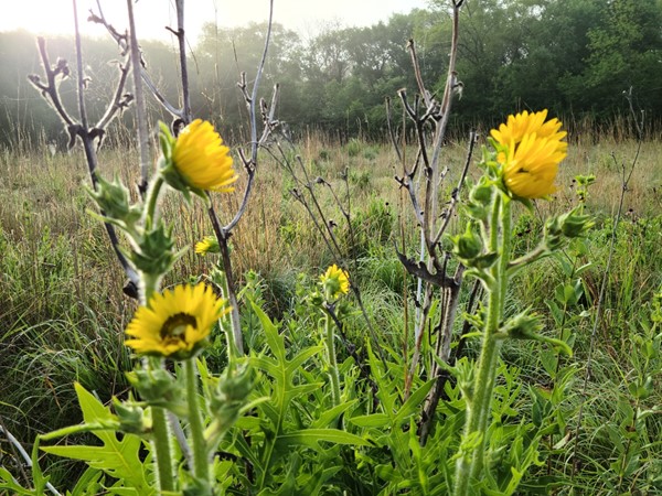 The wild flowers are blooming everywhere at Big Woods Lake. So happy to see as you walk by 