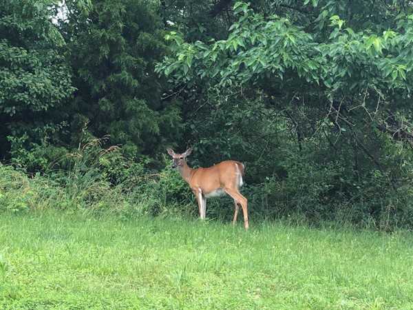 Beautiful mama deer eating her greens in this fabulous neighborhood