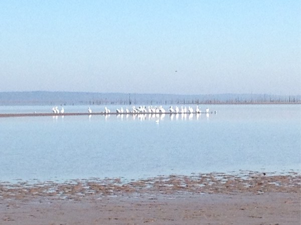 Pelicans at Sardis Lake. A short drive from Oxford, Sardis Lake has many outdoor opportunities 