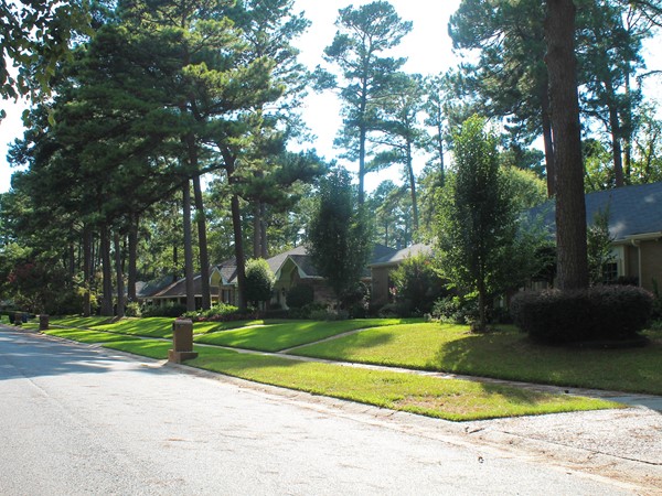 Mature pines scattered throughout the neighborhood in Emberwood subdivision