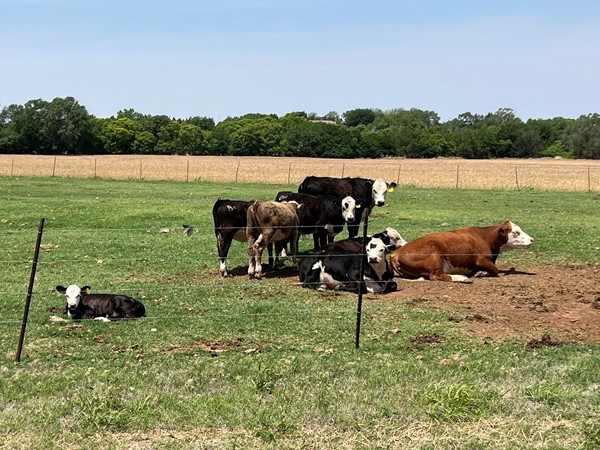 Spring is in full swing in cattle country and babies are on the ground