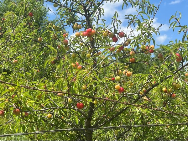 Wild sand plums ripen along the ditches and can be picked to make delicious jelly