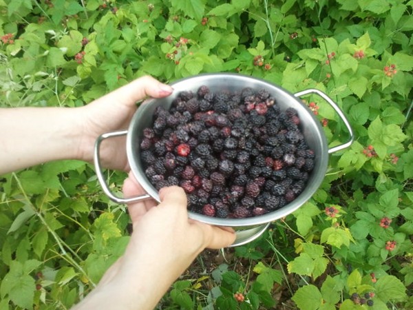 Every July, neighbors can been seen picking blackberries along Nolen Dr. in Mott Park