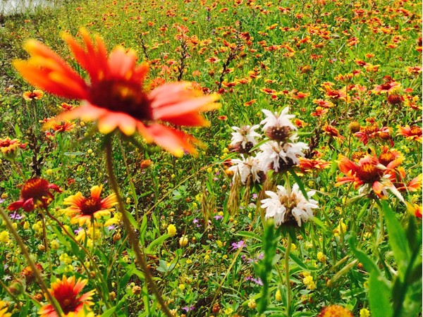 Oklahoma's state flower, the Indian Blanket, gorgeous in Johnston County
