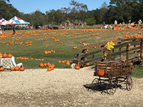 Mrs. Heathers Pumpkin Patch offers so many activities and great family fun