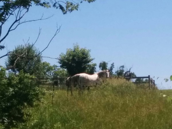 Look who we spied when we were out in Platte Brooke! These guys were out enjoying the sunshine