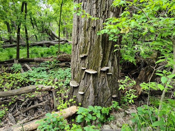 While camping at Black Hawk Park we were walking the trails and saw this old tree with mushrooms. 