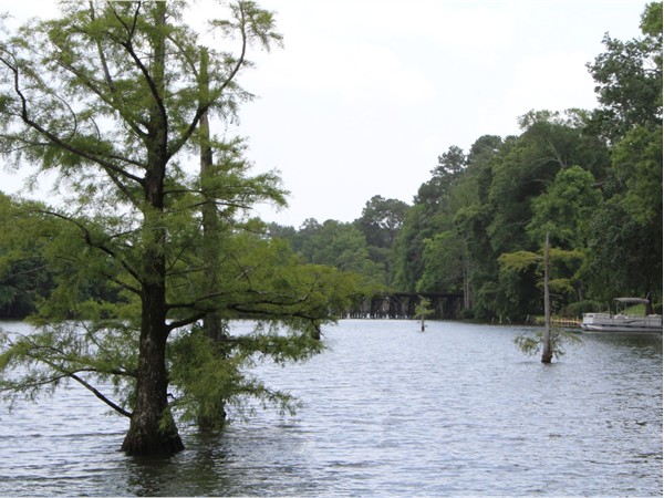 Cypress trees and a lush bayou can be seen from homes in Bayou DeSiard