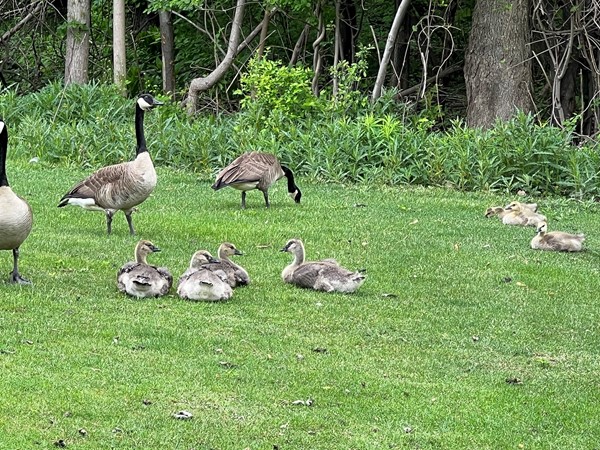 Look at all these babies; cute, fuzzy feathers and all