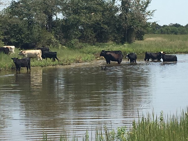 Getting a cool drink in a Haskell County farm pond