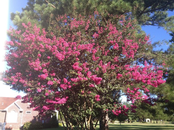 Crepe Myrtle capital of the south