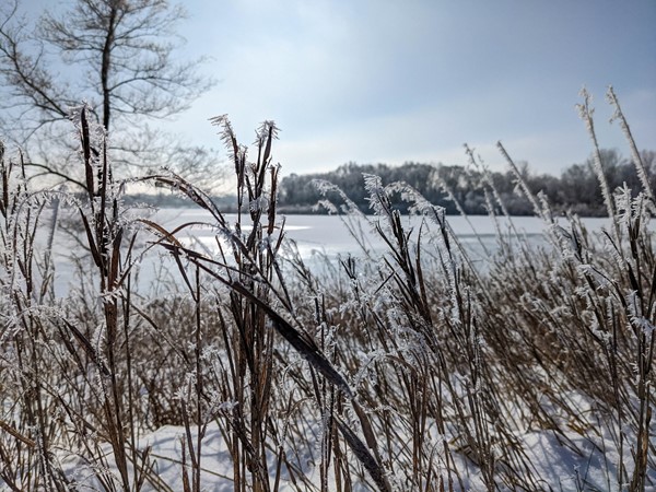 Frozen scenery by Big Woods Lake