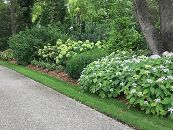 Gorgeous hydrangea garden borders abound in the private Proven Winners Garden 