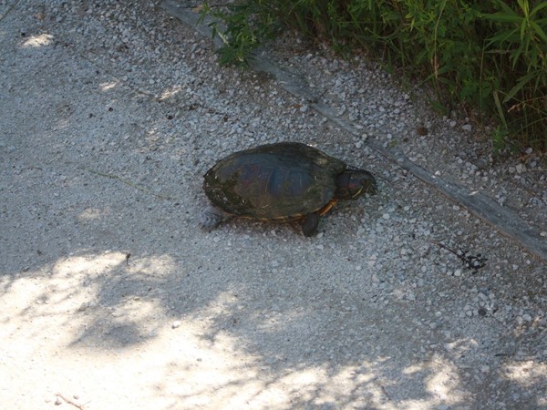 Visit the Outdoor Discovery Center and you may see turtles looking for a place to lay their eggs
