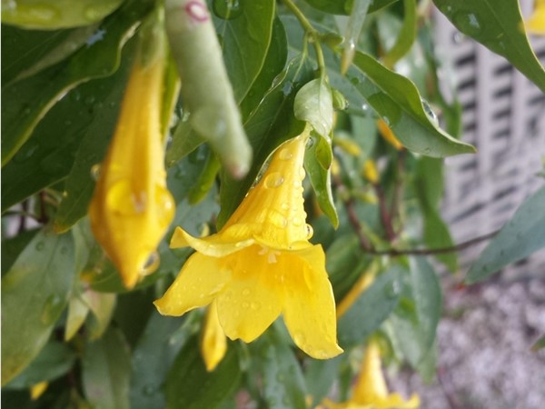 A jasmine blossom after last night's rain
