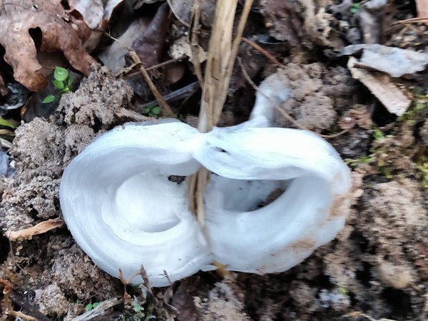Found in river or creek bottoms, produced by one species of plant can you discover frost flowers