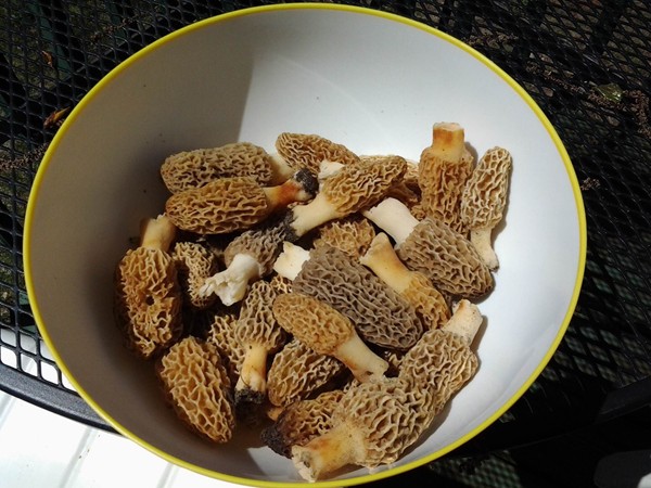Morel mushrooms found in Williamsburg and harvested for delicious purposes