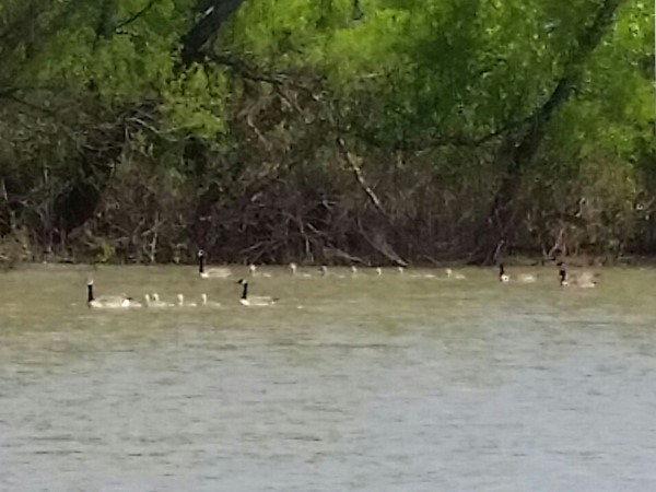 Geese on the move at Pomona Lake 