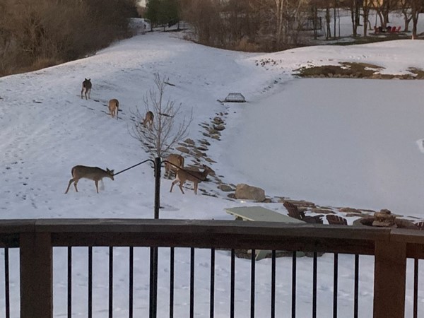 We love when the pond is frozen and the wildlife come out at dusk! It's so peaceful out here!