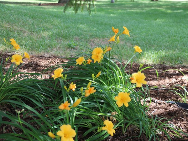 Spring is in the air in Jesup, where the daffodils have started to bloom 