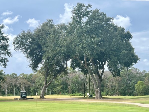 It’s a beautiful day for the Ovenmaster Golf Tournament at The Oaks!