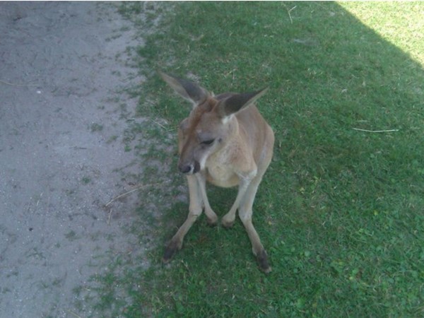 Kangaroo encounter at the Alabama Gulf Coast Zoo in Gulf Shores