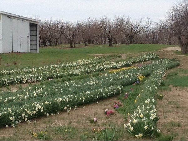 A field of daffodils in bloom along M-139 in Berrien Springs