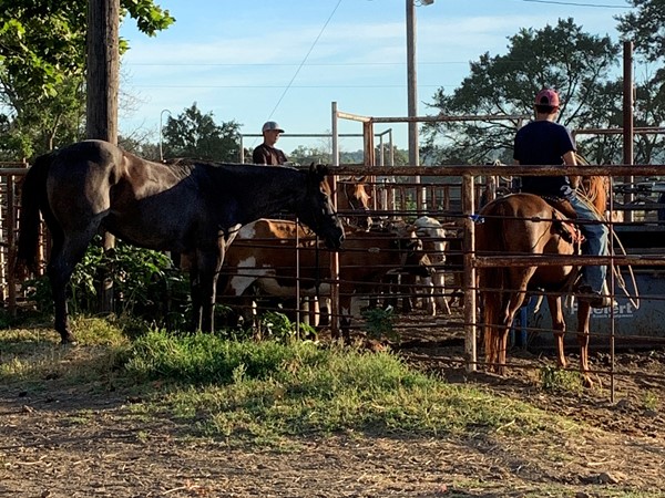 Early morning roping practice at the 4T Ranch in Haskell County