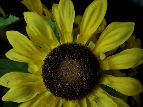 Sunflowers make me smile 