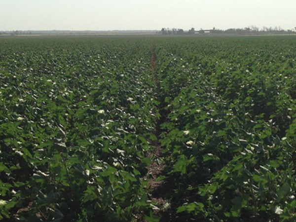Cotton is one of the major crops in Southwest Oklahoma