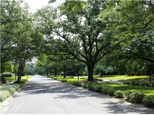 Gorgeous tree lined streets of Jefferson Place
